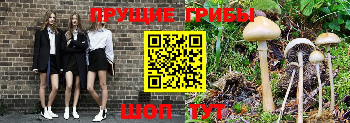 Новодвинск  Псилоцибиновые грибы Psilocybe  Вход с VPN 